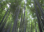 IMG_2434kamakura.jpg