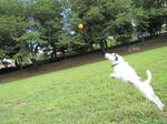 IMG_2593myball.jpg