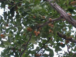 IMG_2735zenjitu.jpg