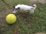 IMG_3262ball.jpg