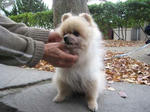 IMG_3482ponta.jpg