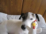 IMG_3604duck.jpg