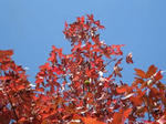 IMG_3761momiji.jpg
