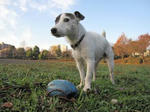 IMG_3846ball.jpg