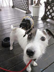 IMG_3913dogrun.jpg