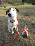 IMG_3921gdogrun.jpg