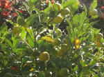 IMG_3962syotou.jpg