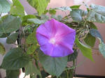 IMG_3993pu-ru.jpg