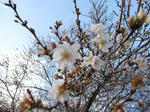 IMG_4343newyear.jpg