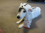 IMG_4372newyear.jpg