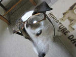IMG_4429megane.jpg