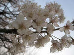 IMG_5444sakura.jpg
