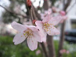 IMG_5448sakura.jpg
