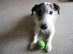 IMG_5512o-gi-ball.jpg