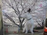 IMG_6010midori.jpg