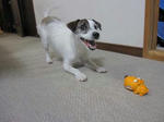 IMG_6467dogball.jpg