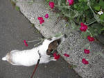 IMG_6683hana.jpg