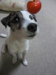 IMG_6933chery.jpg