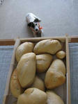 IMG_7395panpan.jpg