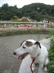 IMG_7429bonodori.jpg