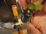 IMG_7494kabuto.jpg