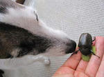 IMG_7496kabuto2.jpg