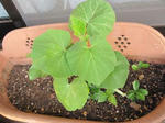 IMG_7865kabutya.jpg