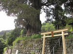 IMG_7875houkisugi1.jpg