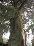 IMG_7879houkisugi.jpg