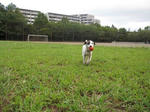 IMG_7987ball2.jpg