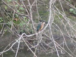 IMG_8178kawasemi.jpg