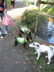 IMG_8541pinsya2.jpg