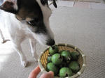 IMG_8601feijoa.jpg
