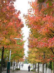 IMG_8658kouyou.jpg