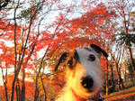 IMG_9139orenji.jpg