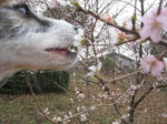 IMG_9243sakura.jpg
