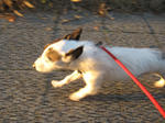 IMG_9207sakusaku.jpg
