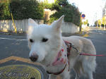 IMG_9067do-ri-.jpg