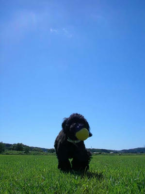 空とＢｅｅさんｖ　この図はおなじみになってきた(ﾉ∀`*)