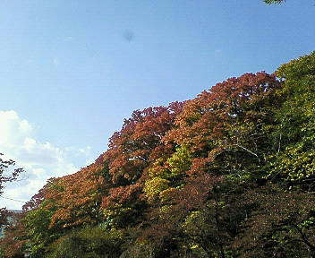 秋ですねぇｖ