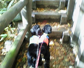 元気なB&Mは飼い主を引っ張ってくれて助かったｖ