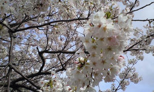 桜、桜、ひらひら舞い踊る