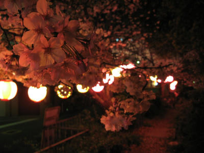 並ぶ提灯と夜桜