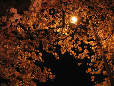 街灯と夜桜