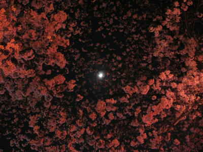 月と夜桜