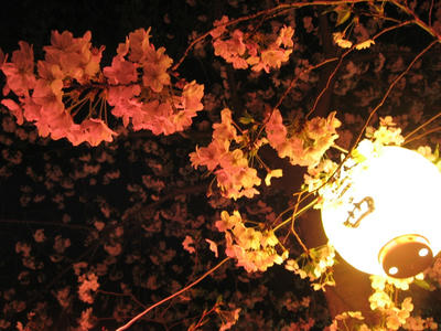 提灯と夜桜