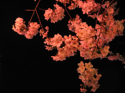 闇と夜桜