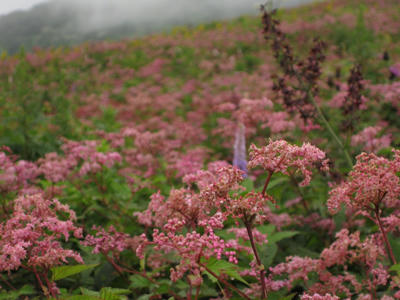 シモツケの花畑