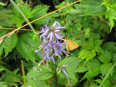 セセリっぽい蝶