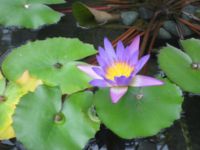 熱帯睡蓮の花